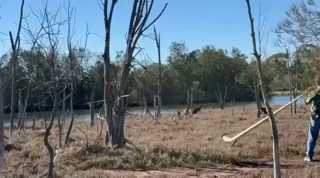 Grâce à Darryl, que je remercie chaleureusement pour avoir relevé le challenge soumis lors de son passage à Lyon🙏🏻…
Nous sommes donc bien en mesure de vous confirmer que les 🦘 Australiens aussi…aiment  le son des cors des Alpes Résonance Bois. 🤗
Bravo Darryl 👏🏻👏🏻👏🏻 
#resonancebois #alphorn #cordesalpes